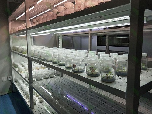 武乡植物组织培养实验室设计建设方案